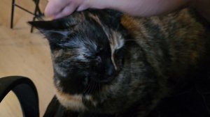 Глажу Солю 🐈