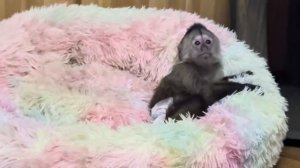 Анфисе некого достать, вся ее гиперэнергия достается сегодня только мне и Финику)))