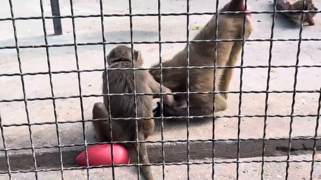 Люся со Степой оккупировали папины плечи и голову и не собираются его отпускать))) смотреть онлайн