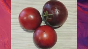 Каталог томатов на 2026 год. Часть 15. г. Киров. т.  89229284031