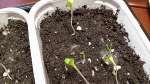 И ПОСЕЯЛА Я ВАСИЛЬКИ.