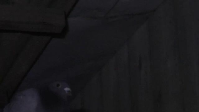 Окольцованный голубь