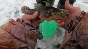 Последняя Зимняя  рыбалка в этом сезоне 2025 -26. Лучшая Насадка на РОТАНА "САЛО" Подводная съёмка .