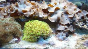 Лондонский аквариум