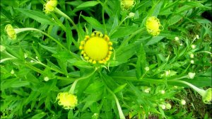 Рутбеккия зацветает...