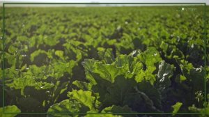 Итоги недели с ГлавАгроном. 29.12.2025 - 04.01.2026