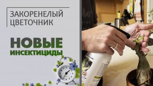 Безвредные для котов и детей инсектициды: средство от всех видов вредителей комнатных растений.