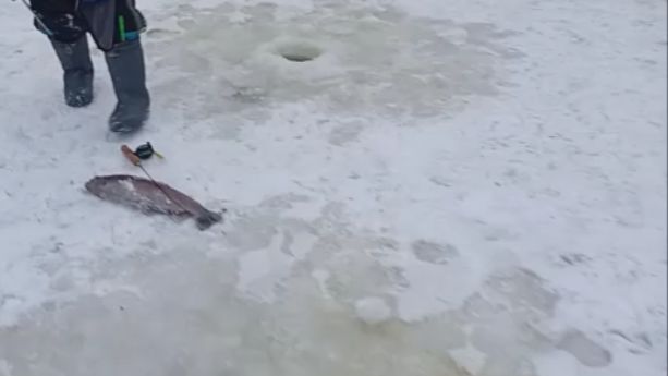 Поимки форели на активные и пассивные снасти. Нижний пруд. Клёвое место Лосиный остров. смотреть онлайн