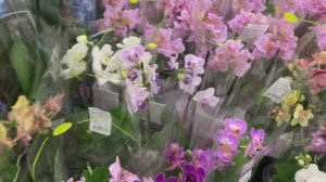 С удовольствием бы купила орхидею.