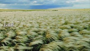 КРАСОТА ОРЕНБУРСКИХ СТЕПЕЙ