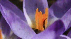 В.Капустина. Н.Жуков. Зачарованный остров Часть 3