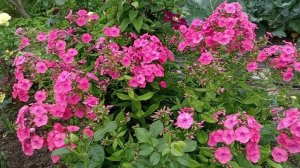 ЭХИНАЦЕИ В МОЁМ САДУ.