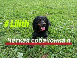 Спаниелька Лилечка