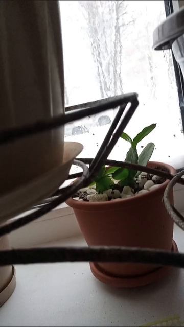 02-01-2026 Пинок г. Тюмень с днем рождением. смотреть онлайн