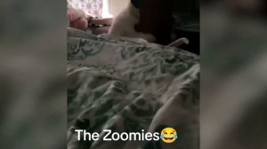 ЛУЧШЕЕ из приколов с котами и собаками 2026