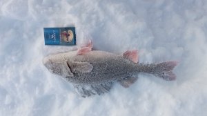 рыбалка  окунь гигант монстр как ловить