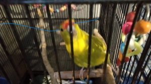 попугай crying для 30 про школу не знаю как правильно сделать в ближайшее время с пользой провести с