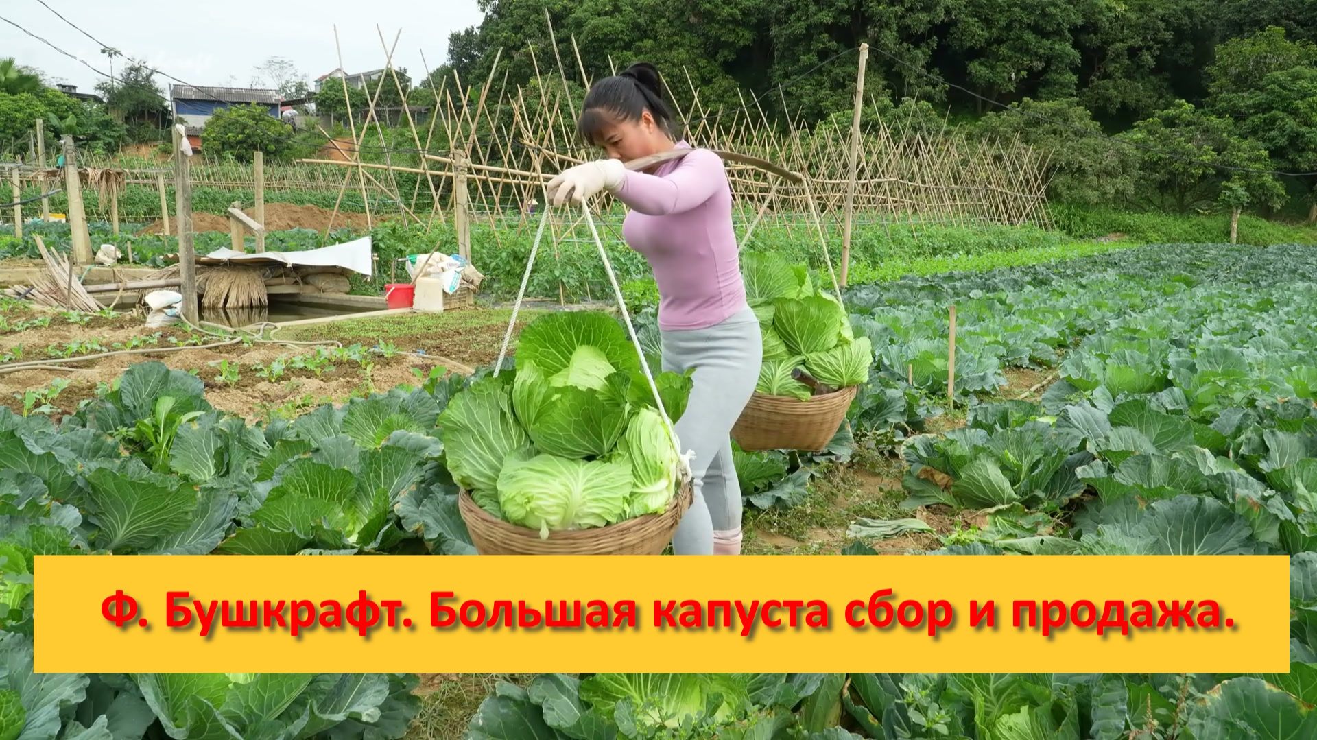 Ферма Бушкрафт в Пханге. Вьетнам. Большая капуста сбор и продажа. смотреть онлайн