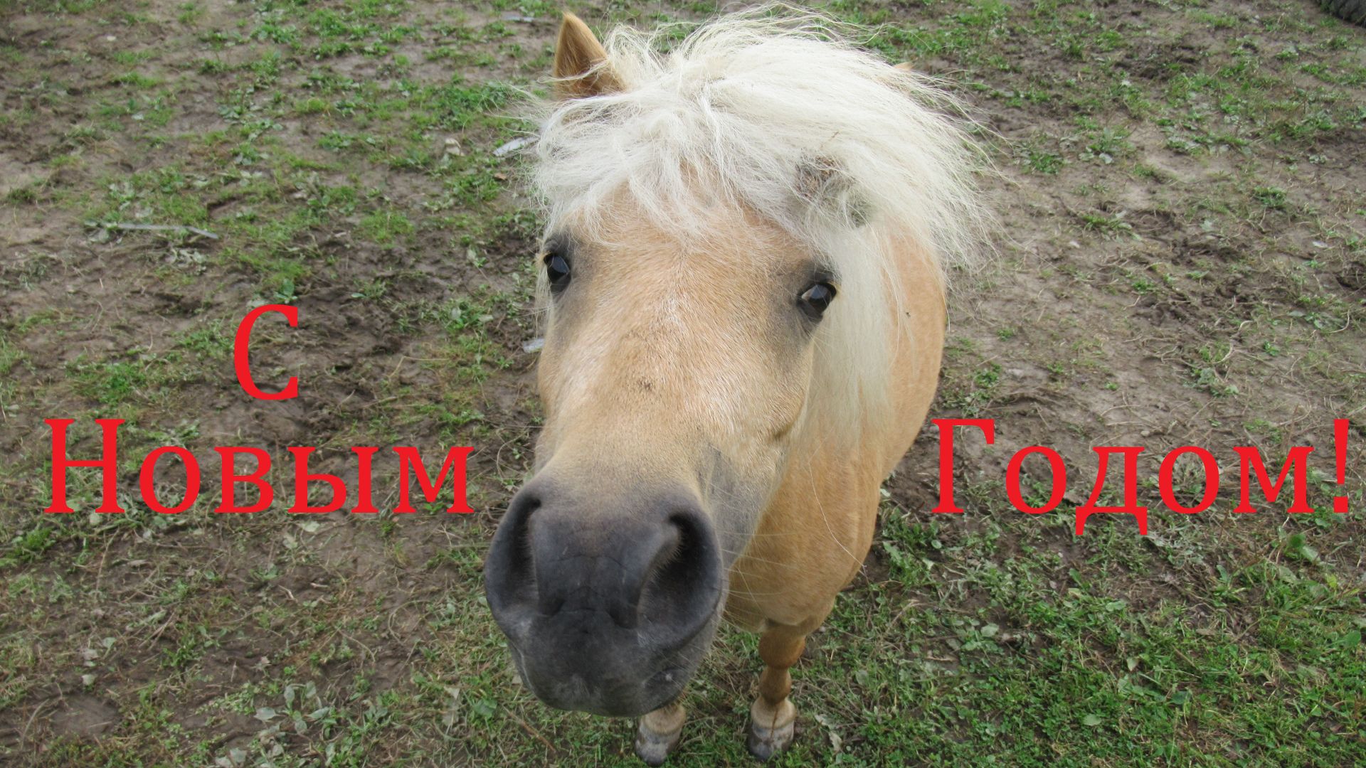 Шетлендский пони. Видео в честь года лошади смотреть онлайн