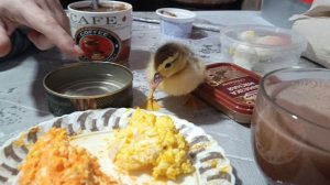 Гоша завтракает 🍯