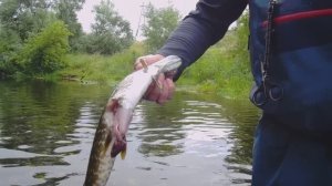 Хмурым днём за голавлём