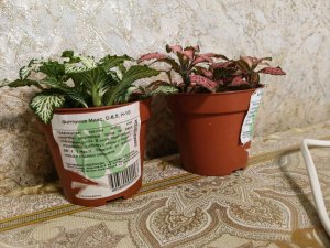 новые цветы