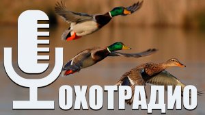 ОХОТНИК 1 ЯНВАРЯ ДОЛЖЕН БЫТЬ НА ОХОТЕ А НЕ БУХАТЬ - МОЕ ИМХО 🔴ОХОТРАДИО