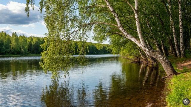 Под той берёзой у реки 🎵 смотреть онлайн
