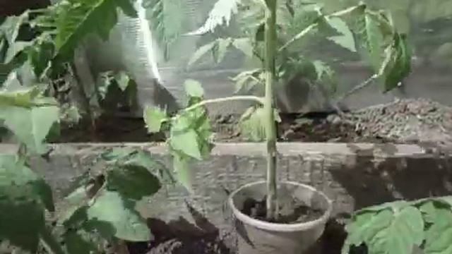 ВЫСАЖИВАЮ ТОМАТ ПЕТРУША ОГОРОДНИК (№7)В ОТКРЫТЫЙ ГРУНТ. Обзор рассады 8 мая 2019 года. смотреть онлайн