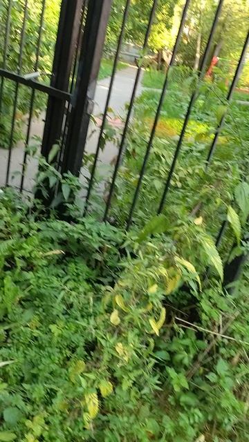 №609	Двор П. Осипенко 48. 26 августа 2025 г., 18:31:49 VID_20250826_183124264