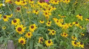 Кот и цветы