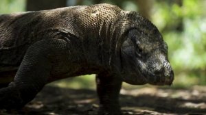 Здравствуй, Индонезия, Комодо!