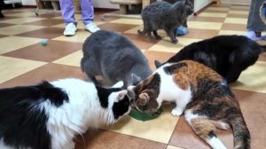 В Нижним Новгороде устроили «Елку желаний» для питомцев "Планеты кошек"