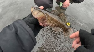 ЛОВЛЯ ротана ЗИМОЙ по первому льду  в  декабре 2025