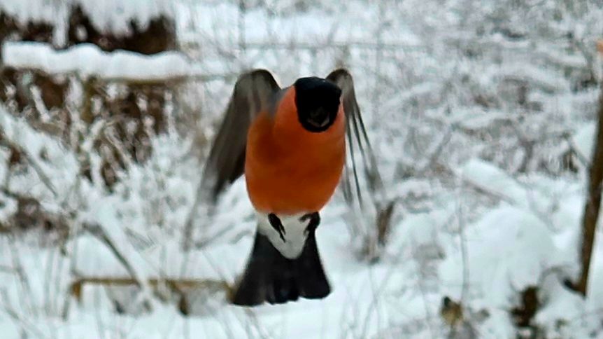Нестандартное утро и новогодние подарки смотреть онлайн