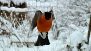 Нестандартное утро и новогодние подарки