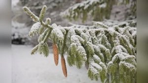 "Снится мне , среди вьюг и метелей" - поэт Нина Игнатова