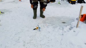 Запуск форели 02.01.2026