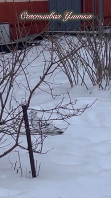 Зимний голубь смотреть онлайн