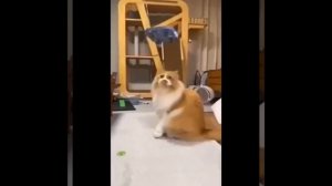 Видео от МЯУтаверс – как метавселенная, но с котами