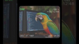 anomaly 6 6 6 попугай