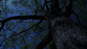 Сверчки и сова под звездным небом 🌌 Легкий ветерок в деревьях — для глубокого сна и расслабления