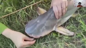 Рыбалка с изюминкой: встреча с маленькой акулой