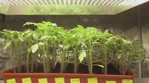 Продукции  Марс гидро - даю самую высокую оценку! 2021 год.