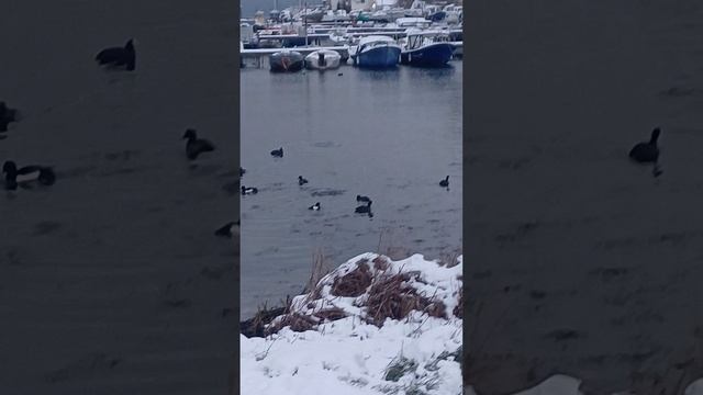 1 января 2026г.к вечеру ближе пошёл покормить уточек черноморской хамсой. смотреть онлайн