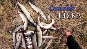 Щука дуреет с этой приманки. Поставил воблер малас и начался клев. Часть 2