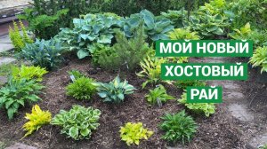 Новый цветник из хост в моем саду