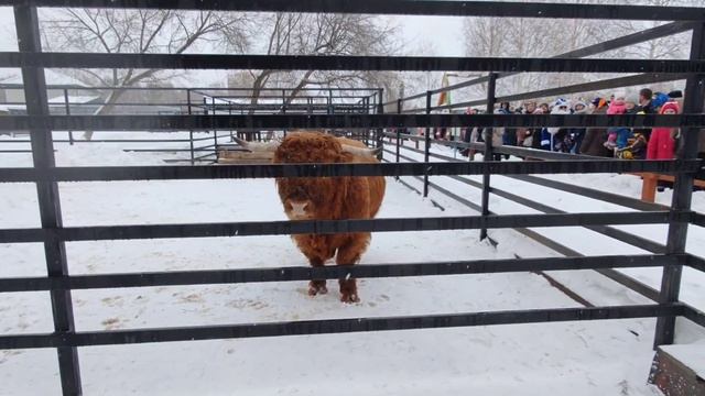 Бык в барнаульском зоопарке смотреть онлайн