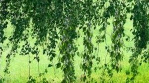 А берёзка кудри завивала (1)