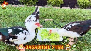 Забавные утки мускусные и пекинские на свободном выгуле со своими друзьями ч.(331) ❣️🤗😂